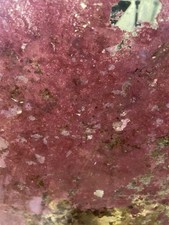 Coralline Algae - Red Coral