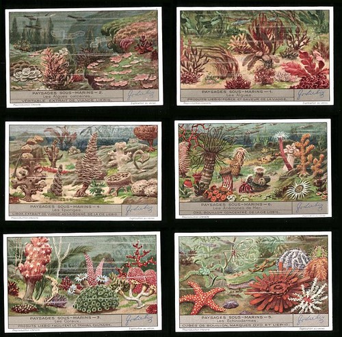 Liebig collectible cards - 6,