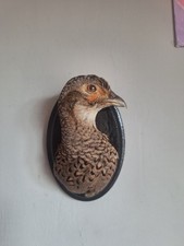 Taxidermy Hen Pheasant