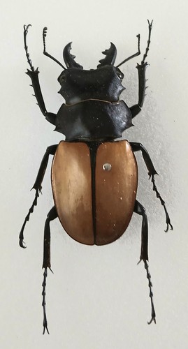 Odontolabis femoralis male - odontolabis,