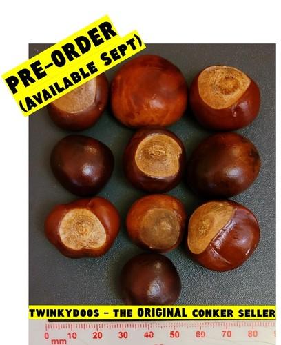 Medium conkers horse - 10,