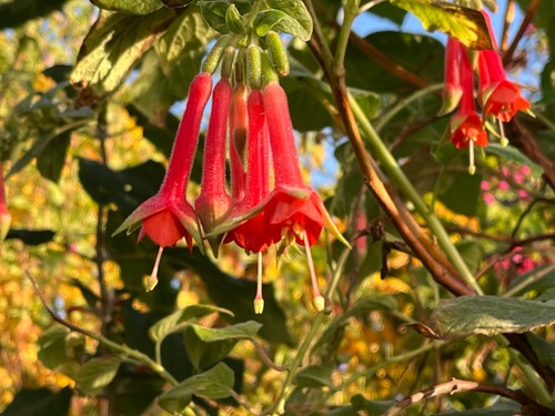 Fuchsia speciosa half hardy - fuchsia,