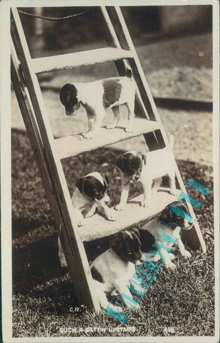 Dogs puppies step - puppies, a