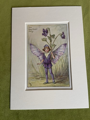The dog violet - dog, violet’