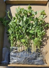 20 Sweet Pea seedling Plants