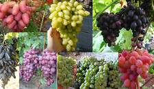 Collection -mix -of-