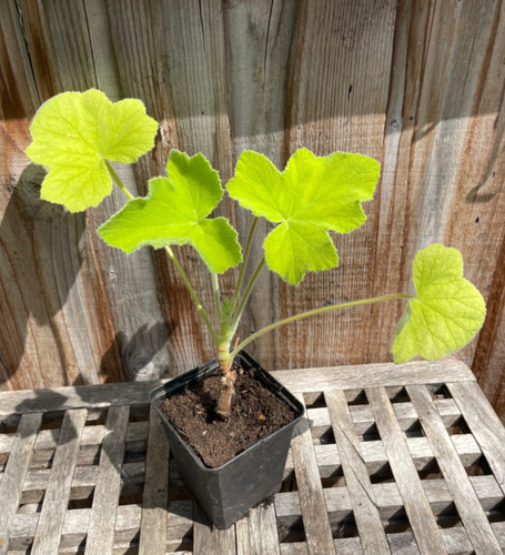 Pelargonium tomentosum