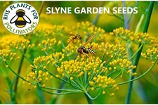 Common Fennel Tall Yellow Aromatic Wild Flower Seeds Foeniculum Vulgare