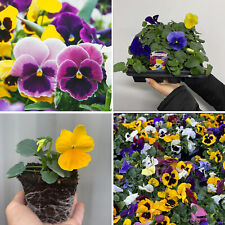 Pansy Plants Garden Ready Plugs x 20 Winter Pansies Live Flowering Mixed Colours
