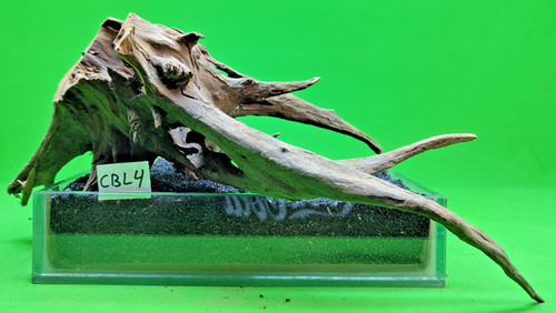 Large corbo root - large,