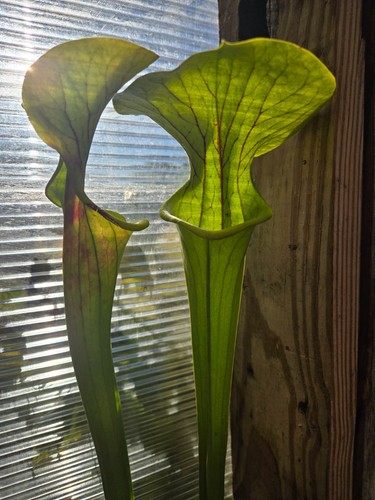 Sarracenia doreen colossus - sarracenia, 'doreen's