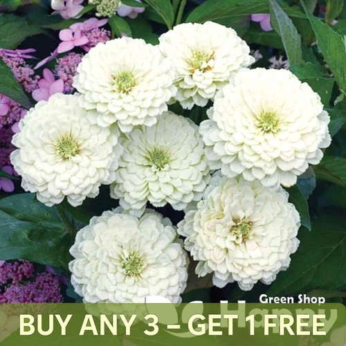 Zinnia polar bear 150 - bear,