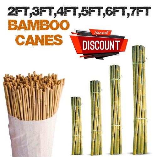 Bamboo canes plant support - bamboo,