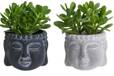 Buddha head plant pot indoor - plant,