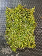 Java Moss 1 Portion-Plants on