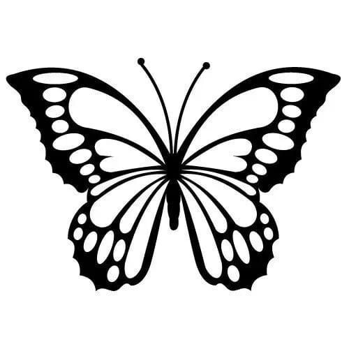 Beautiful butterfly vinyl - butterfly,