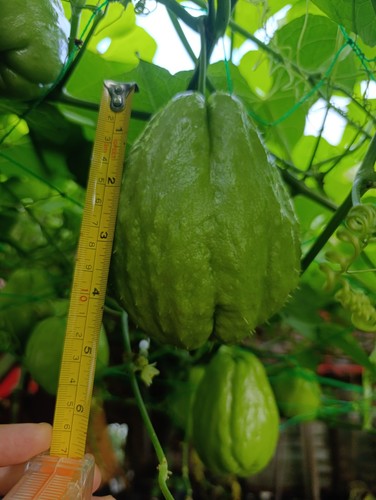 Chayote chow seed - chow,