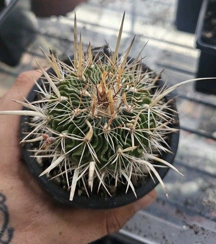 Matured stenocactus - ,