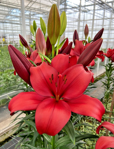 Lilium garde oriental - lilium,