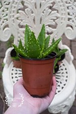 Live plants aloe nobilis - -,