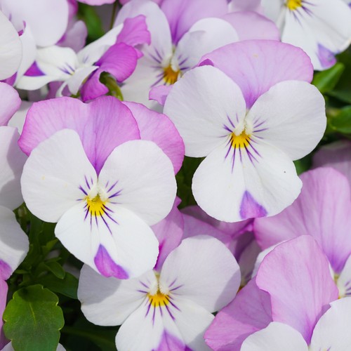 Viola lavender pink - viola, wing