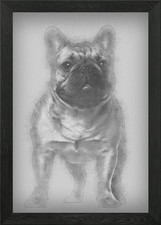 French Bulldog puppy 4 mon