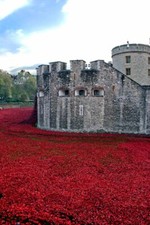 Tower of London Poppy Poppies Blood Swept Lands And Seas Of Red England Picture