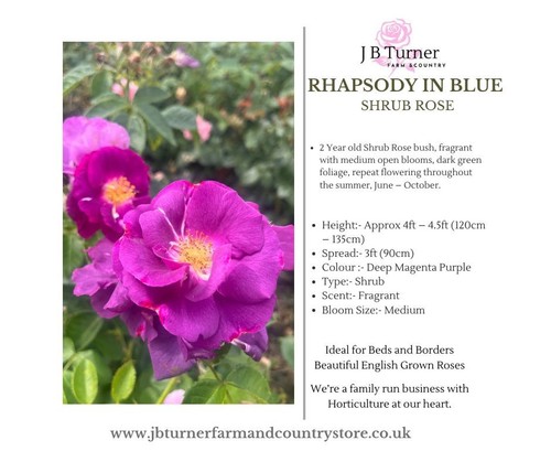 Rhapsody blue shrub - in, bare