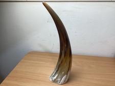 Ankole Cow Horn Ethically