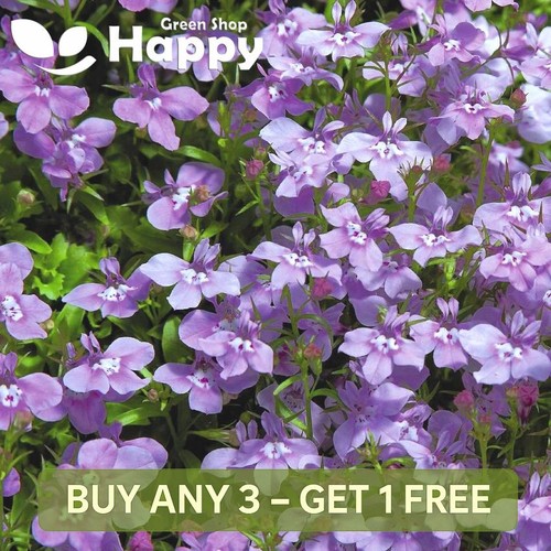 Lobelia twilight lilac - lobelia,