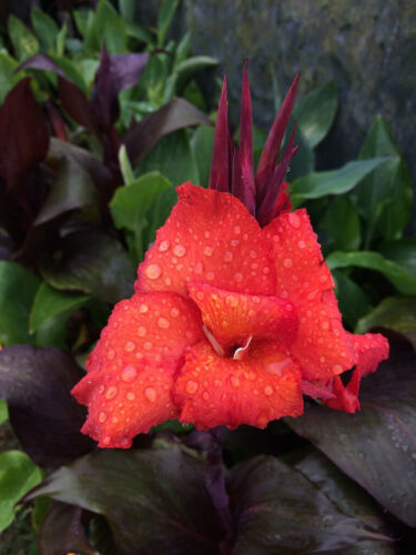 Canna lily mixed - canna,