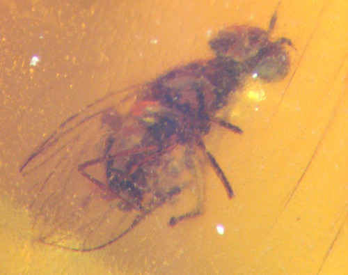 Cretaceous amber fossil - w/,
