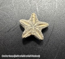 Crinoid star fossil – oxford