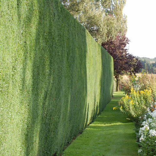 Common yew taxus baccata - common,