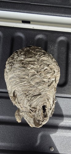 Bald faced hornet nest - bald-faced, ~