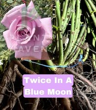 BARE ROOT ROSE Twice In A Blue