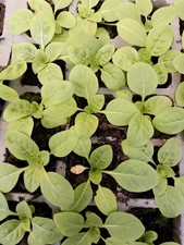 Evening Primrose