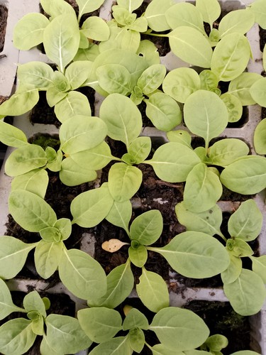 Evening primrose - evening,