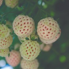 Fruit Plant, White Strawberry