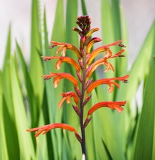 Chasmanthe bicolor. Cobra Lily. 15 Seeds