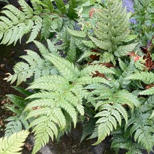 POLYSTICHUM RIGENS PRICKLY