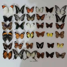20pcs（Butterfly species with