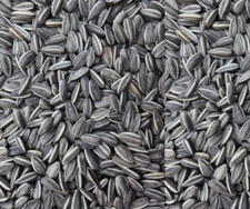 SMALL STRIPED SUNFLOWER SEED