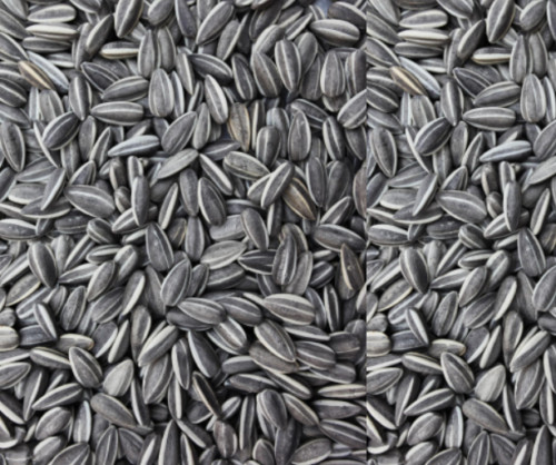 Small striped sunflower seed - small,