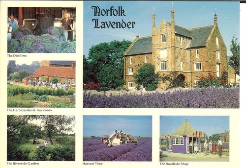 Norfolk lavender multiview - norfolk,