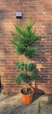 6 FT Cupressocyparis leylandii Leyland Cypress Evergreen Large Tree Conifer
