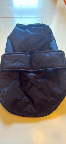 Cornish dog wear black - cornish,