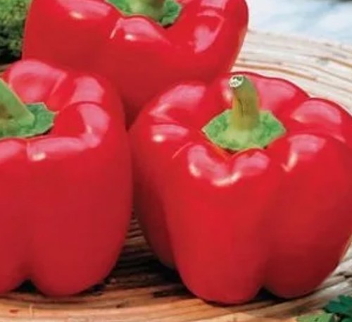 Sweet pepper beauty bell - beauty, f1