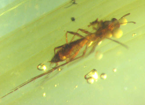Cretaceous amber fossil - cretaceous,