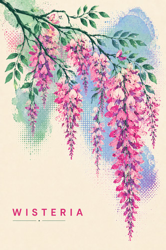 Pink wisteria flower poster - flower,
